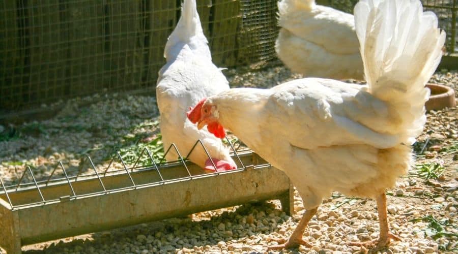 Image of white chickens eating