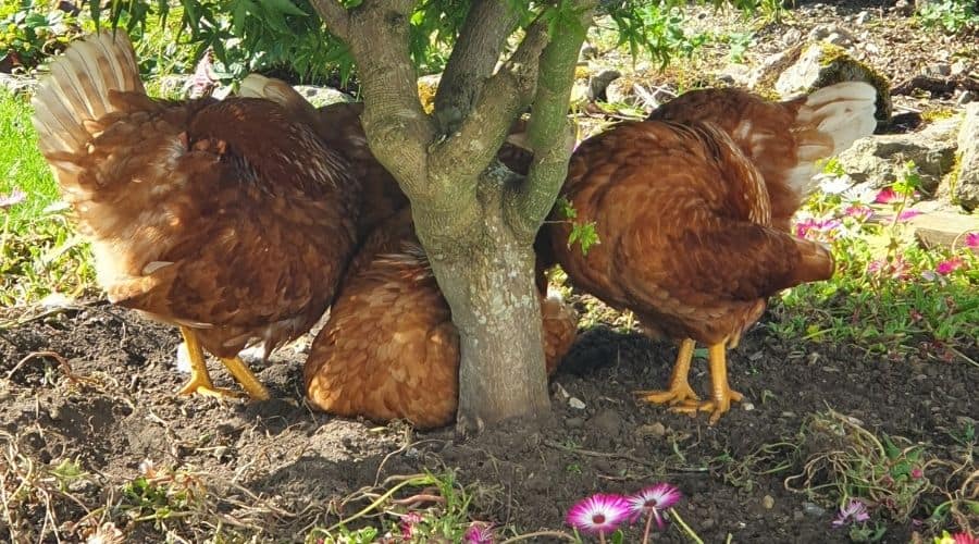 Image of chickens in a flower bed
