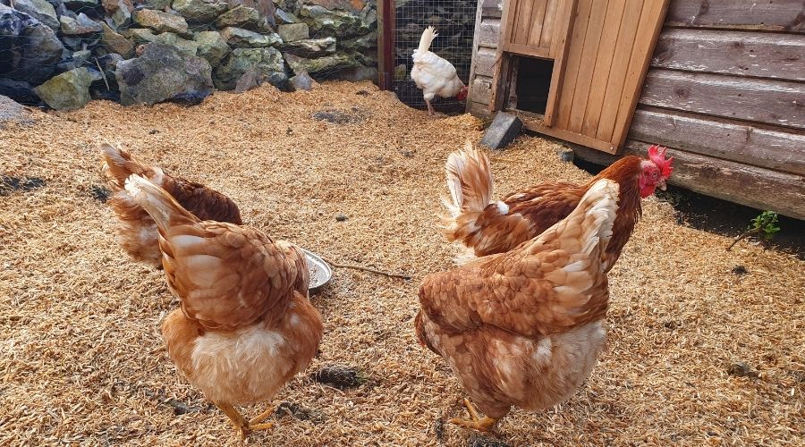 Image of chickens in a run and having access to the coop