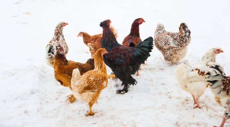 Image of chickens in the snow
