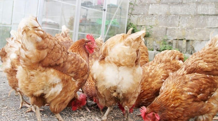 Image of chickens pecking food from the ground