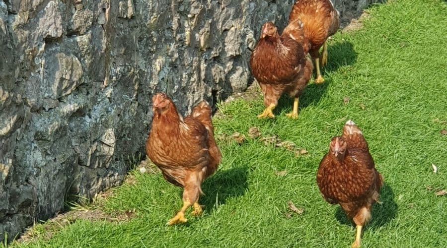 Image of chickens taking a walk on grass