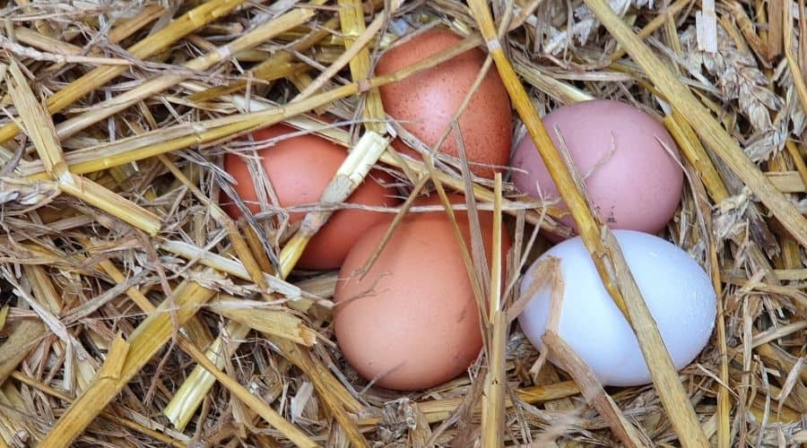 Image of eggs in a nest box