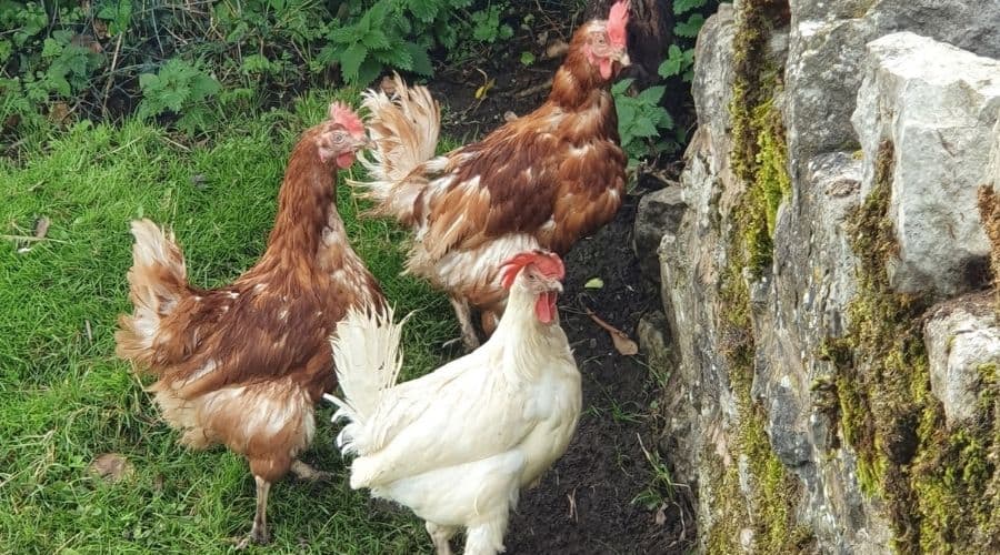 Image of ex battery hens being free range