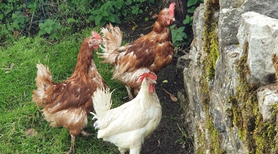 Image of ex battery hens