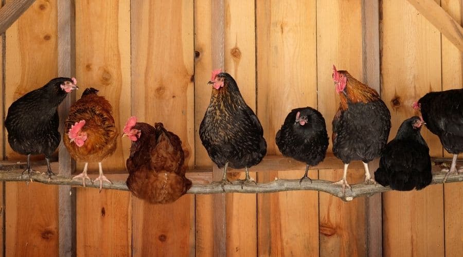 Image of roosting chickens
