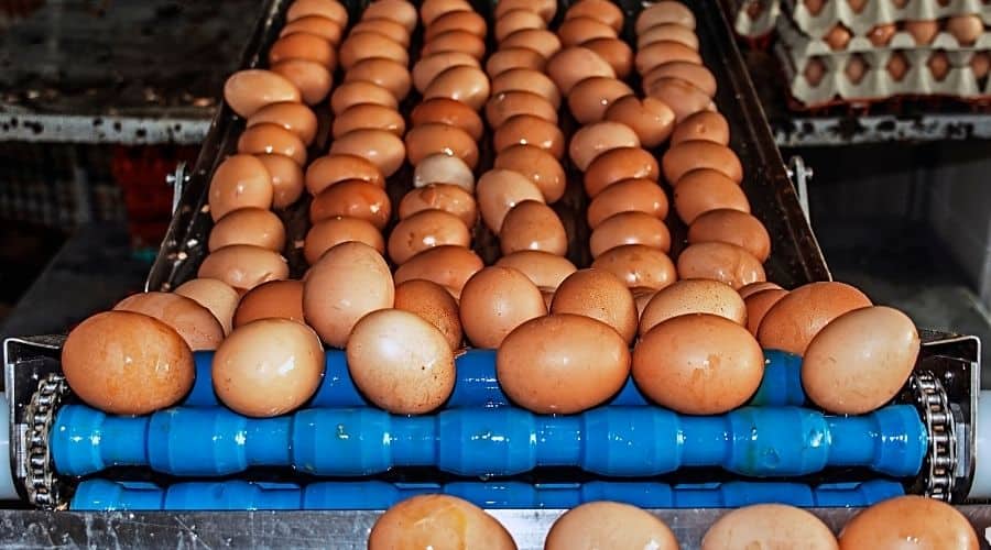image of commercial eggs getting cleaned