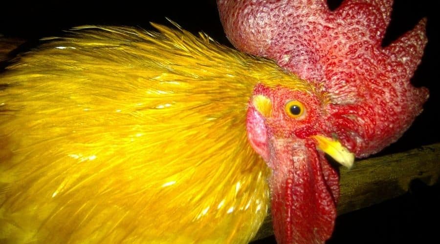 Image of a chicken in the dark