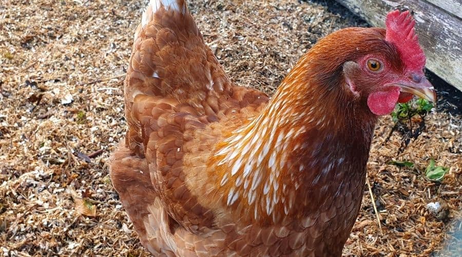 Image of a hybrid chicken looking at the camera