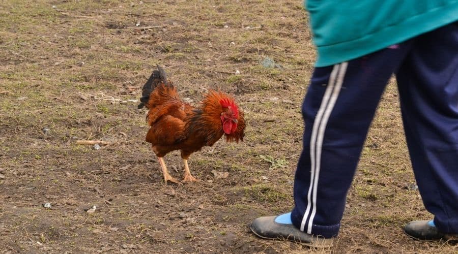 Image of a rooster chasing someone