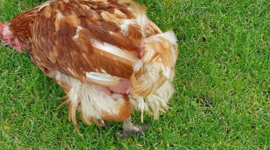 Image of an ex caged hen with feather loss