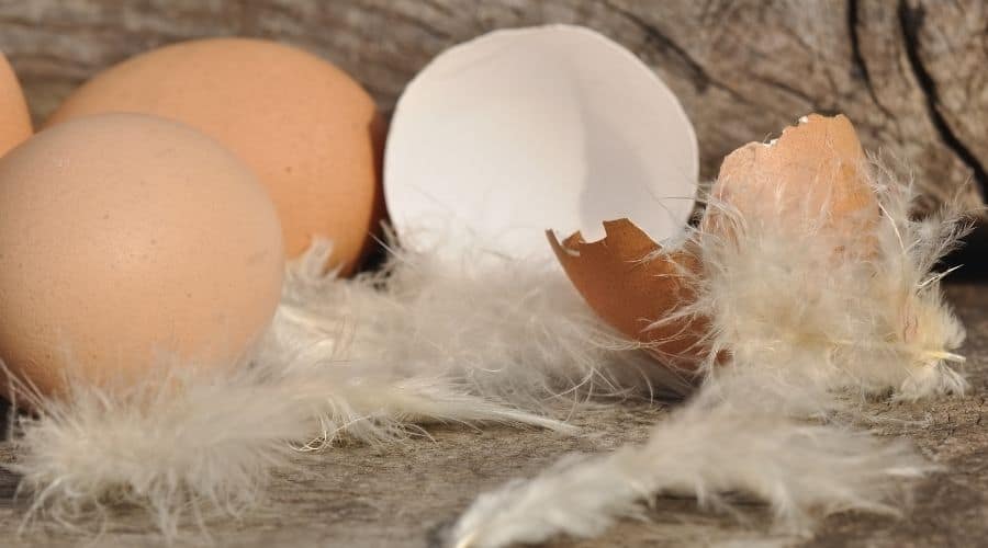 Image of eggs and broken egg shells
