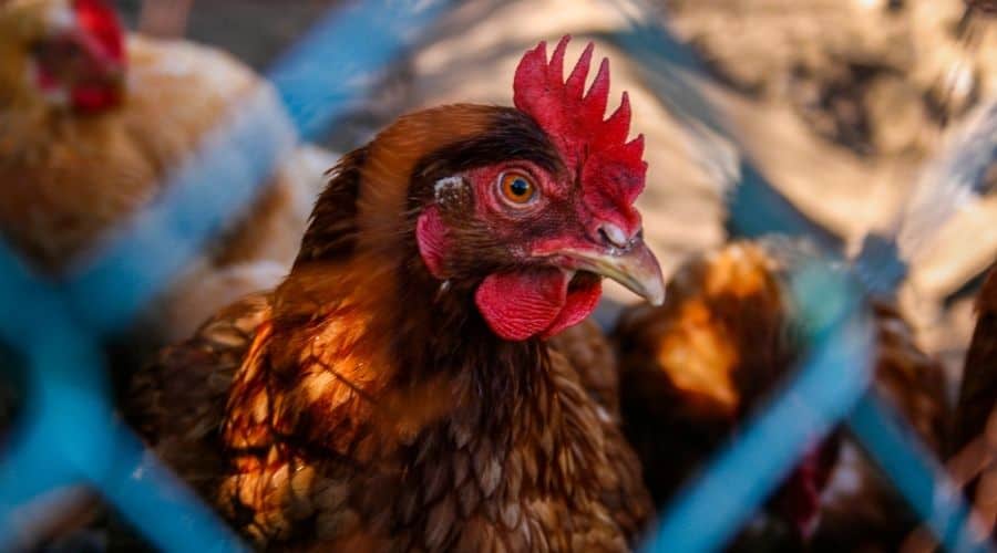image of a chicken behind a fence