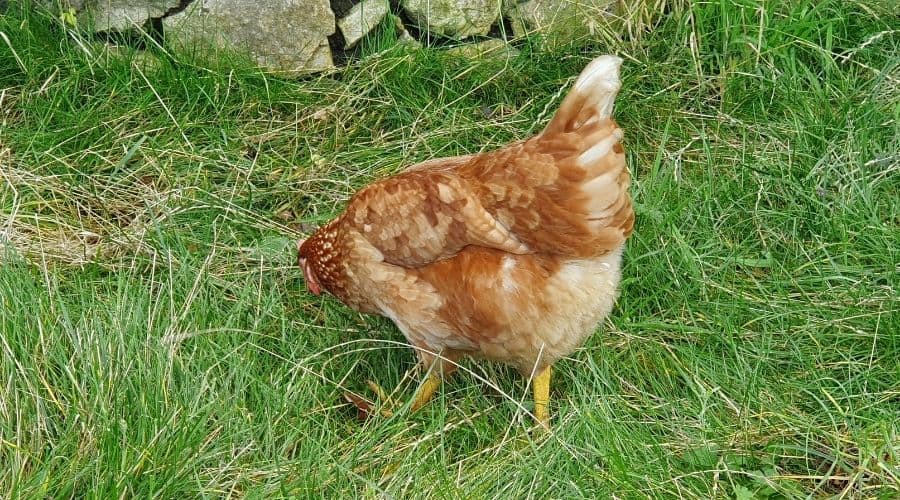 image of a chicken foraging in grass