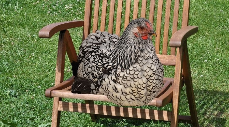Image of a chicken on a chair