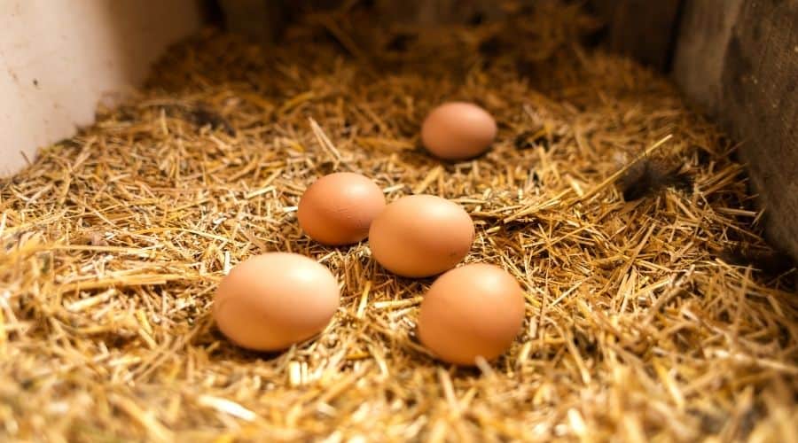 Image of chicken eggs in a nest box