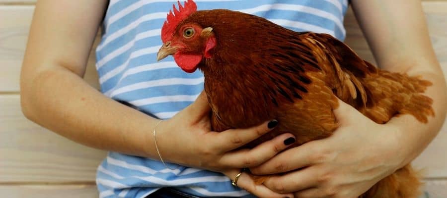 Lady holding a red chicken