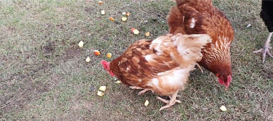 chickens eating apple