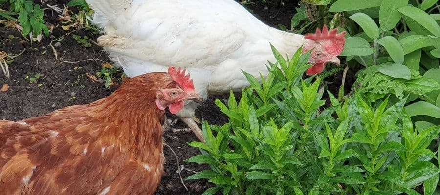 Chickens grazing for natural food