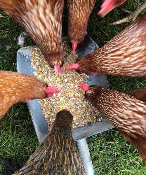 chickens eating a corn treat