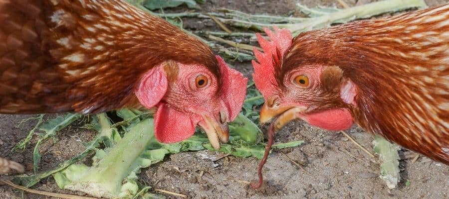 chickens eating a worm
