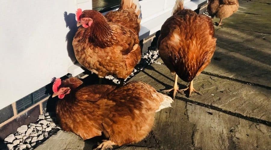 sunbathing chickens