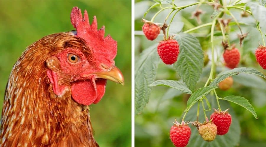 Can chickens eat raspberries