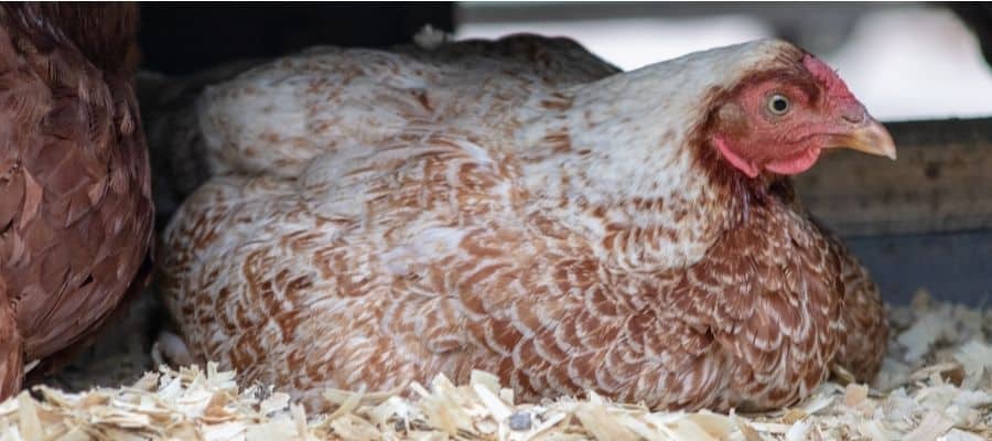 Chicken in a nest box