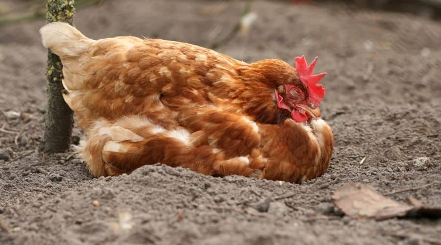 Chicken sleeping in soil in the sun after dustbathing