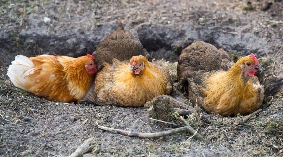 chickens dust bathing in a hole