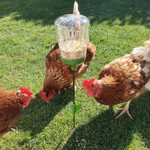 chickens feeding from omlet feeder to show the size and how it works