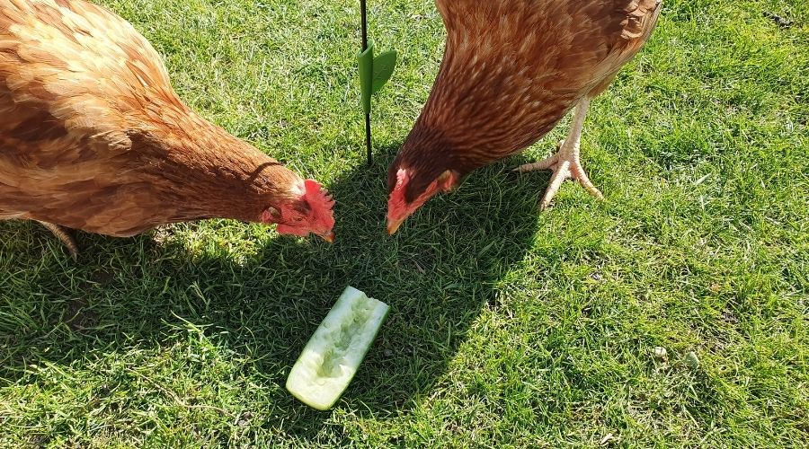 chickens pecking at cucumber
