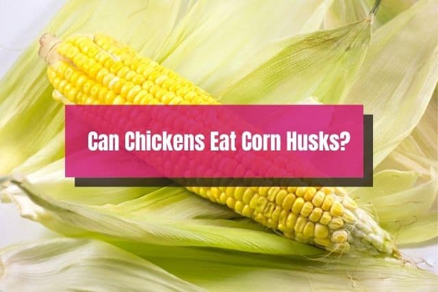 Single corn with husk opened