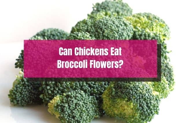 A bunch of broccoli flowers