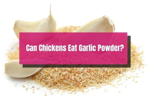 Garlic gloves and garlic powder