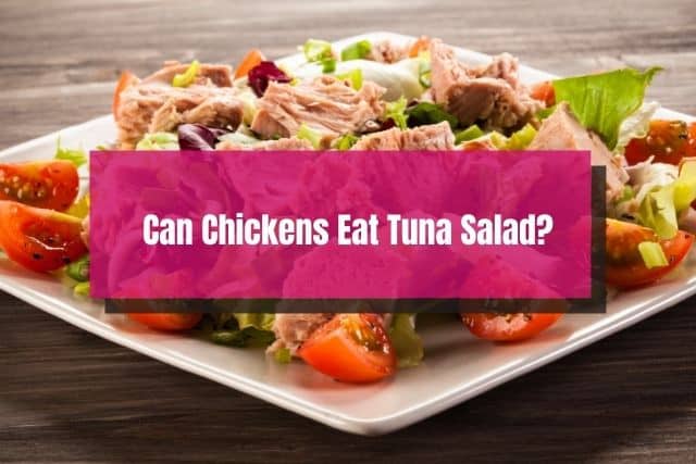 Tuna salad on square white plate