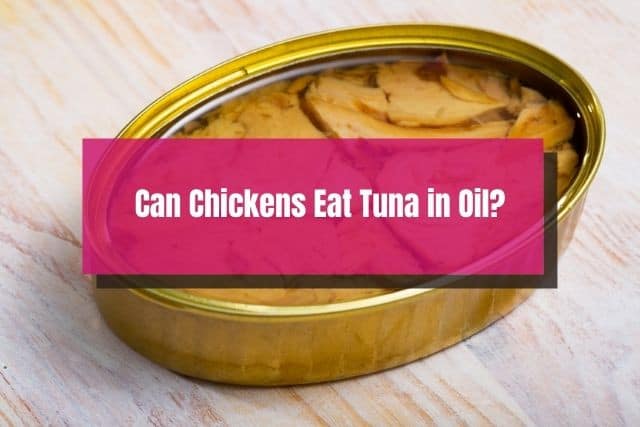 Opened canned tuna with oil in it