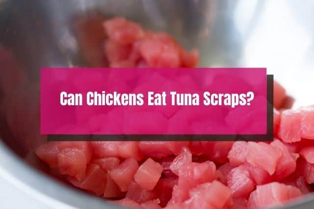 Raw tuna cut up into cubes