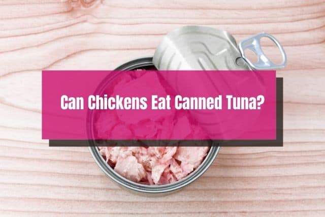 Opened canned tuna