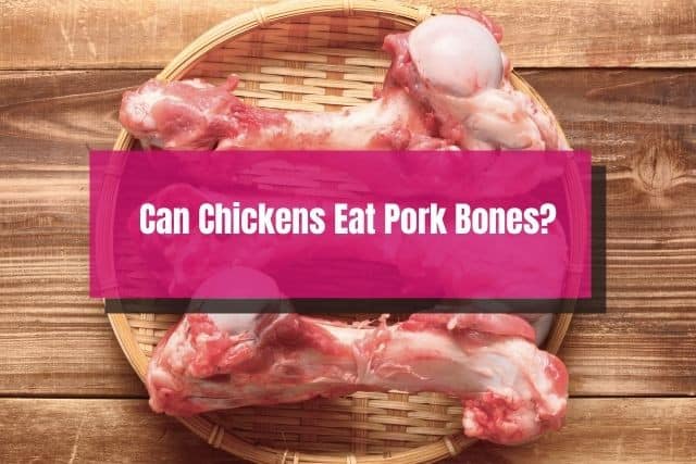 Uncooked pork bones