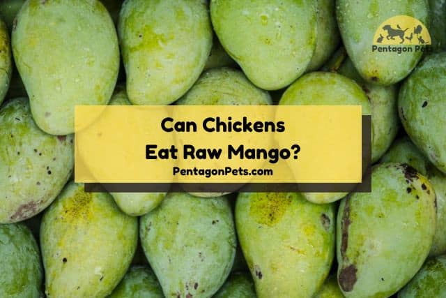 Raw green mangoes