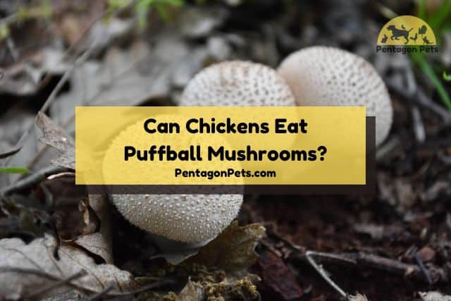 Puffball mushrooms in the wild