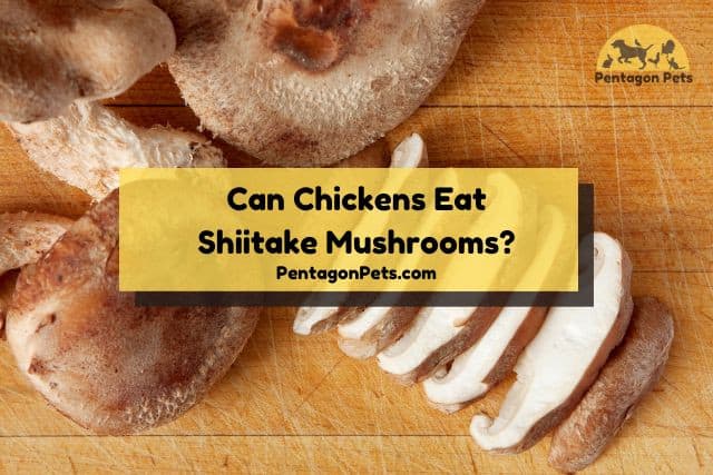Shiitake mushrooms on wood table