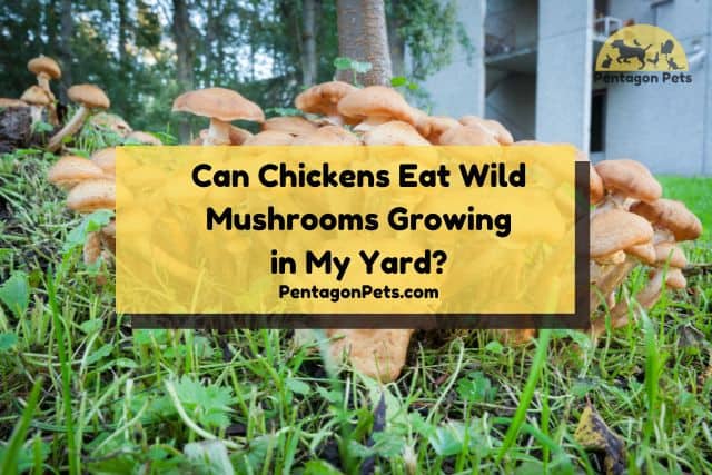 Mushrooms growing outside in the wild