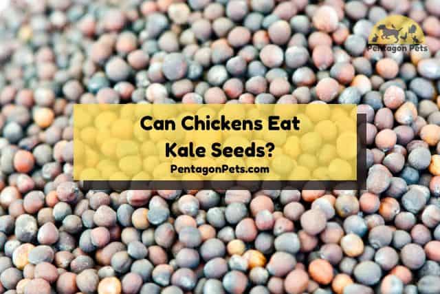 Kale seeds