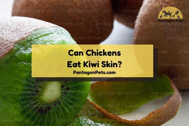 Close up of kiwi skin peeled off