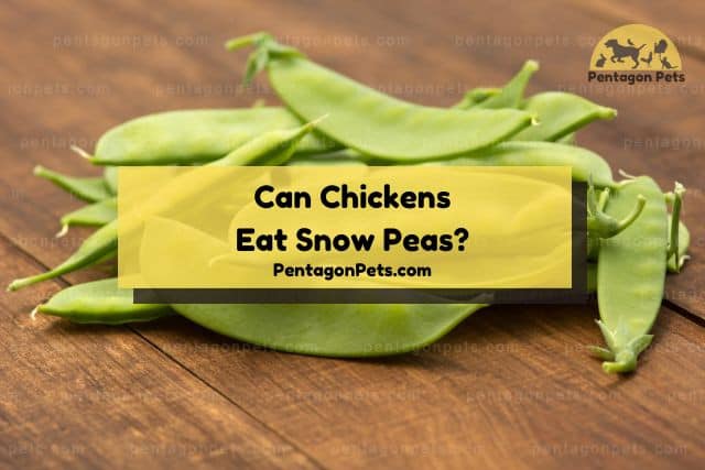 Snow peas on wood table