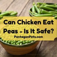 Bowl of peas and pea pods