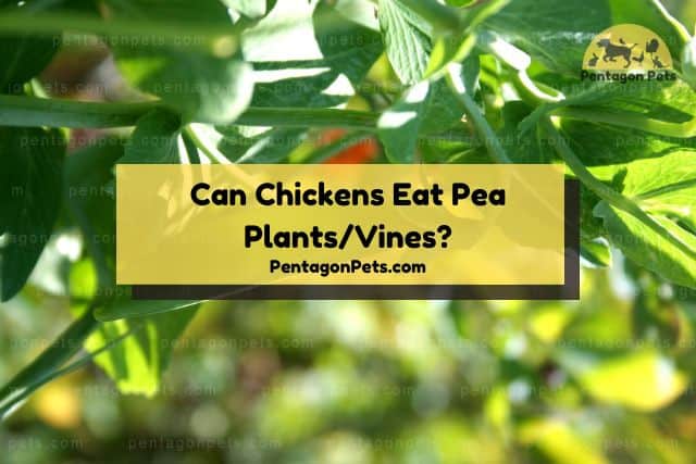 Pea plant vine