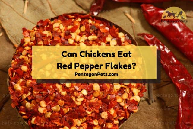 Bowl of red pepper flakes